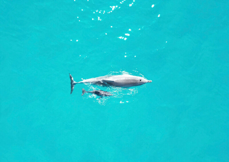 UNEXSO (Underwater Explorers Society) / Sanctuary Bay — Bahamas