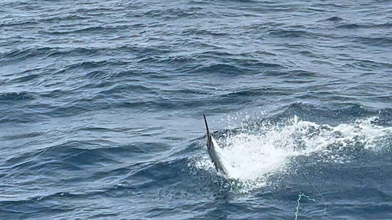 Oceanus Sport Fishing — Saint-Martin / Sint Maarten