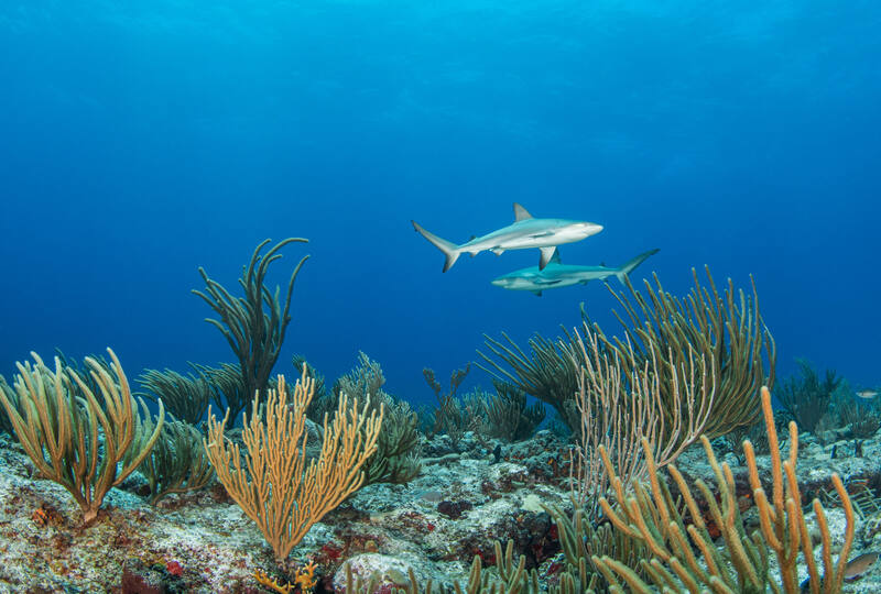 Dive SXM — Saint-Martin / Sint Maarten
