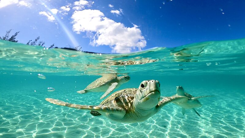 Captain Kid & Son Charters — Bahamas