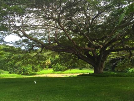 Little La Grange Farm & Lawaetz Museum — US Virgin Islands