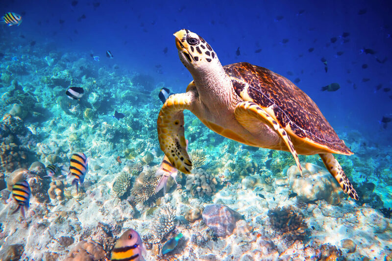 Undersea Explorer (Caicos Tours) — Turks & Caicos