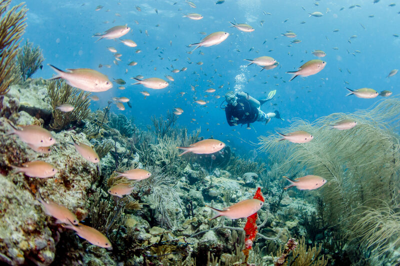 Dive Bequia — St Vincent & the Grenadines
