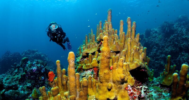 Dive St Lucia (Anse Chastanet) — St Lucia