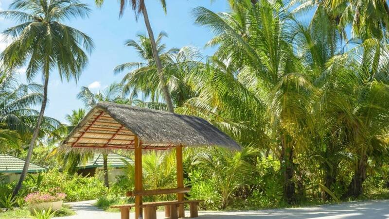 Caribbean Palms Nursery & Landscaping — Saint-Martin
