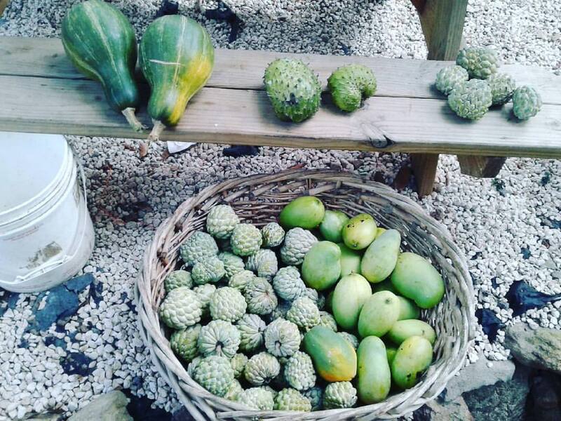 St Maarten Agriculture / Spaceless Gardens — Sint Maarten