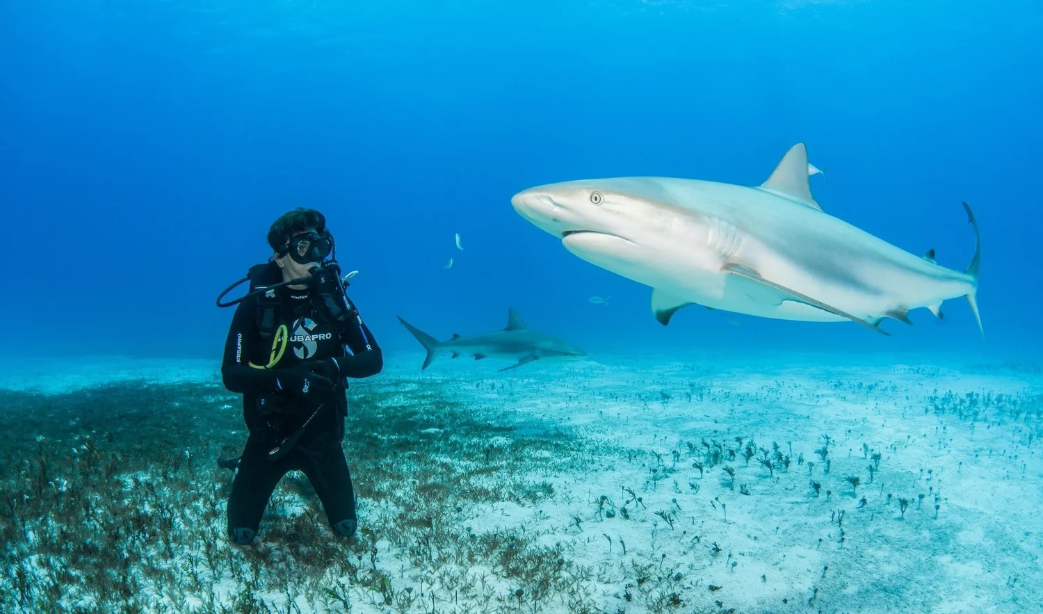 SXM Divers — Saint-Martin