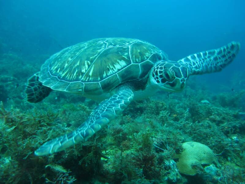 Mada Plongée — Martinique