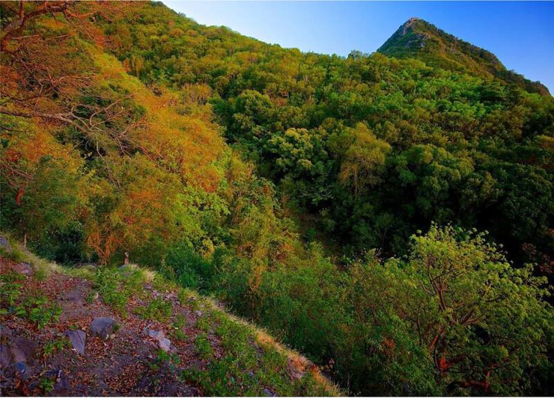 Saba Conservation Foundation (Mount Scenery National Park + Saba Marine Park) — Saba