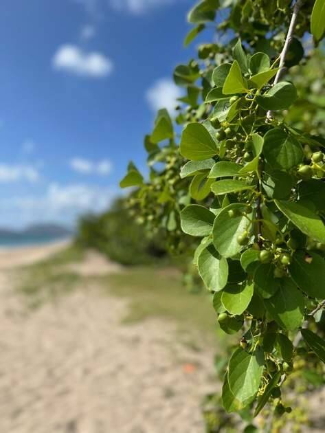 Soul Society Yoga (visiting retreat leader — Golden Rock Inn) — St Kitts & Nevis