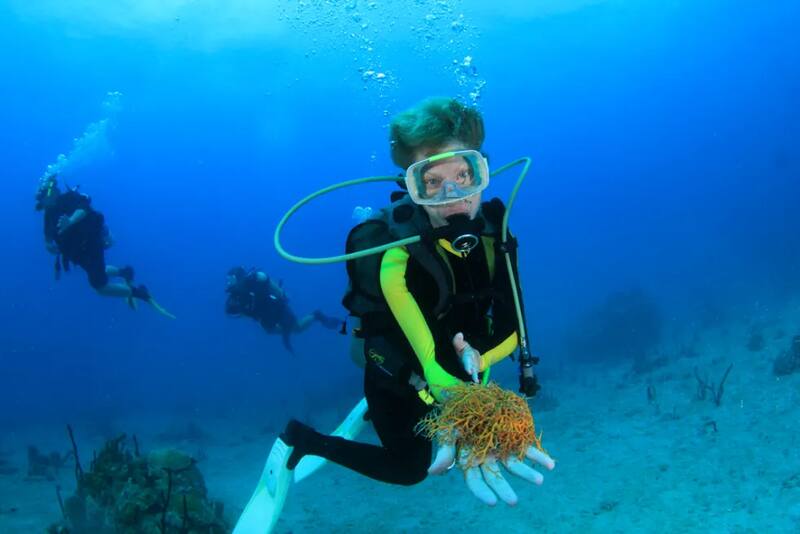 Dive Nevis (Scuba Safaris Ltd.) — St Kitts & Nevis