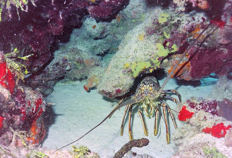 Atlantis Plongée Guadeloupe — Guadeloupe