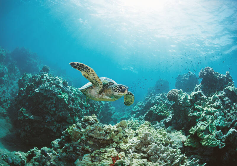 Boucaniers Diving — Martinique