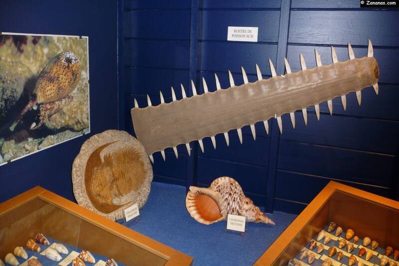Musee Du Coquillage Et De La Mer — Saint-Martin / Sint Maarten