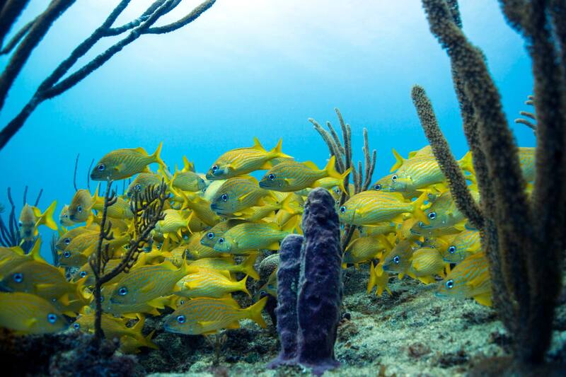 DiveCarib — Antigua & Barbuda